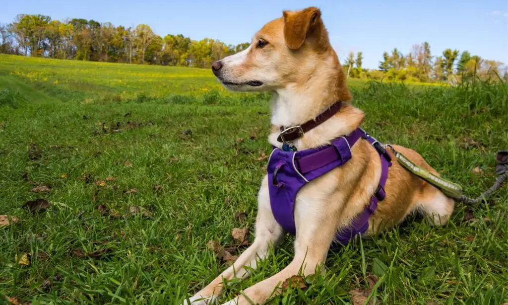 a dog wearing a harness