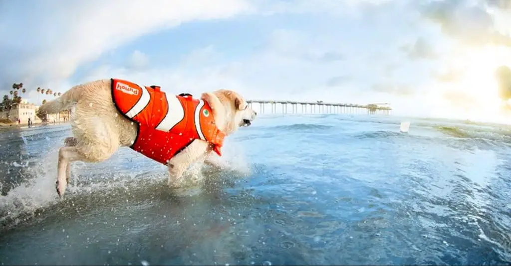 a dog wearing a lifejacket in the ocean