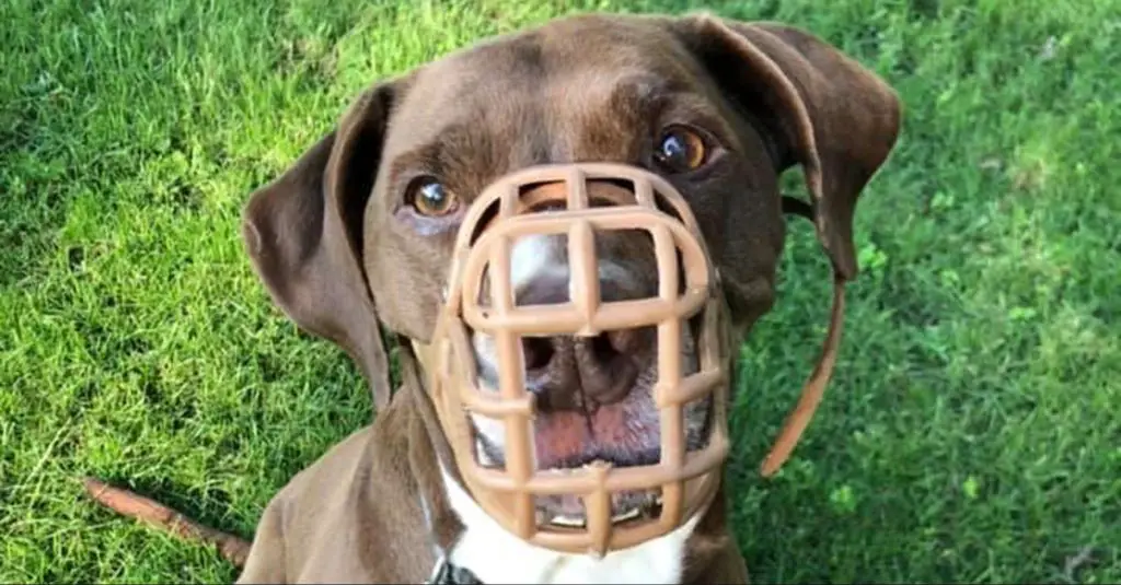 a dog wearing a muzzle, an important safety measure for dogs with bite history.