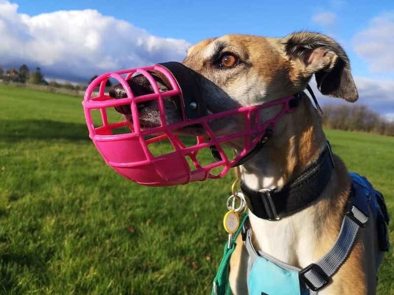 a dog wearing a muzzle outdoors