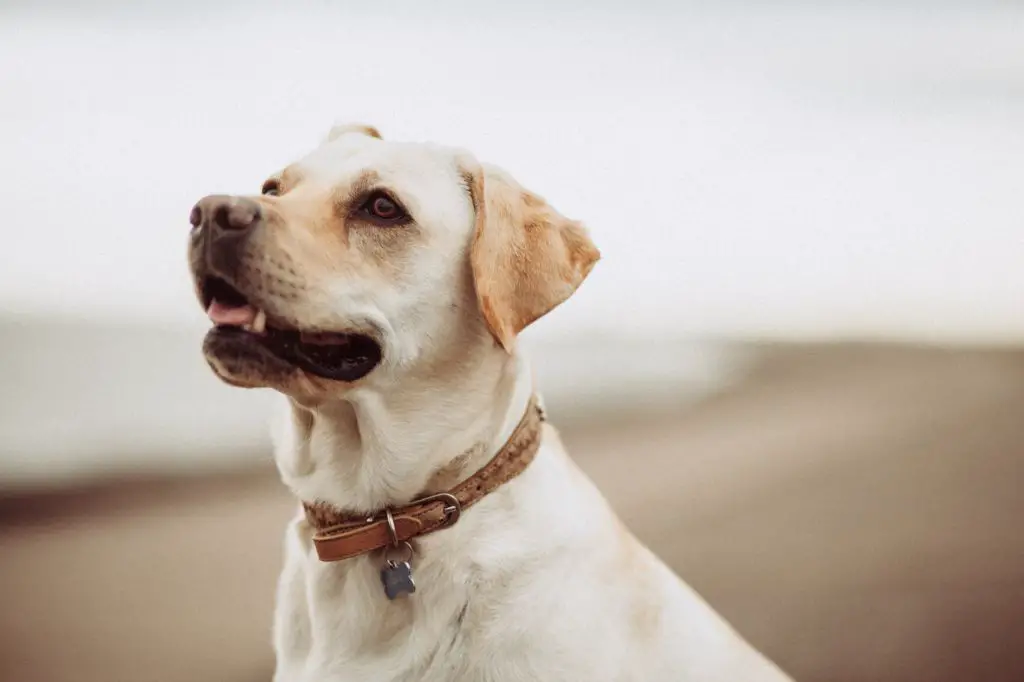 a dog wearing a properly fitted collar