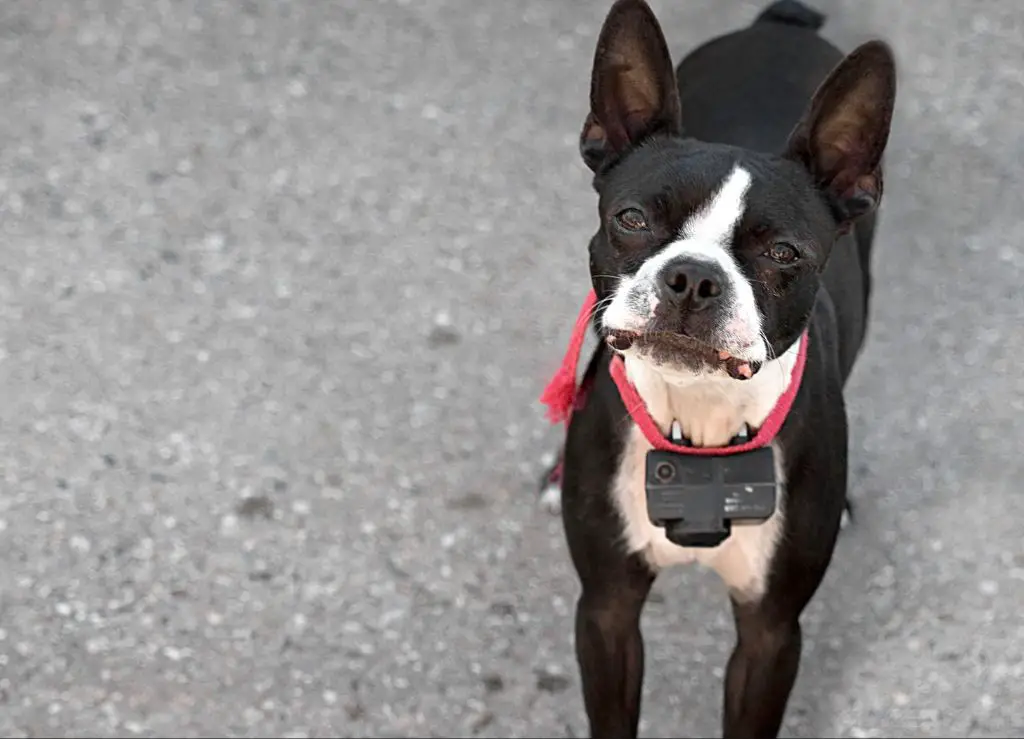 a dog wearing a shock collar