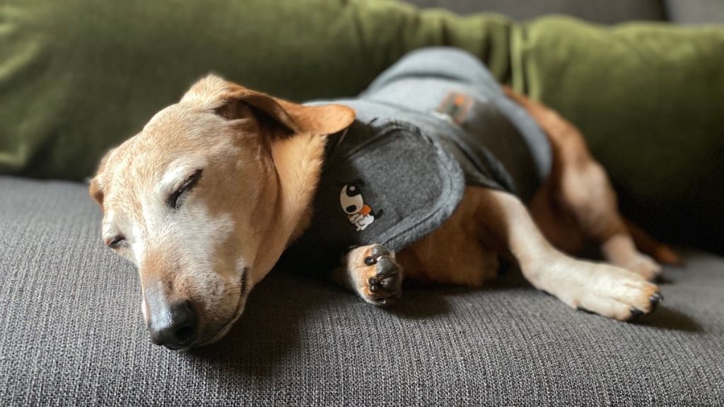 a dog wearing a thundershirt