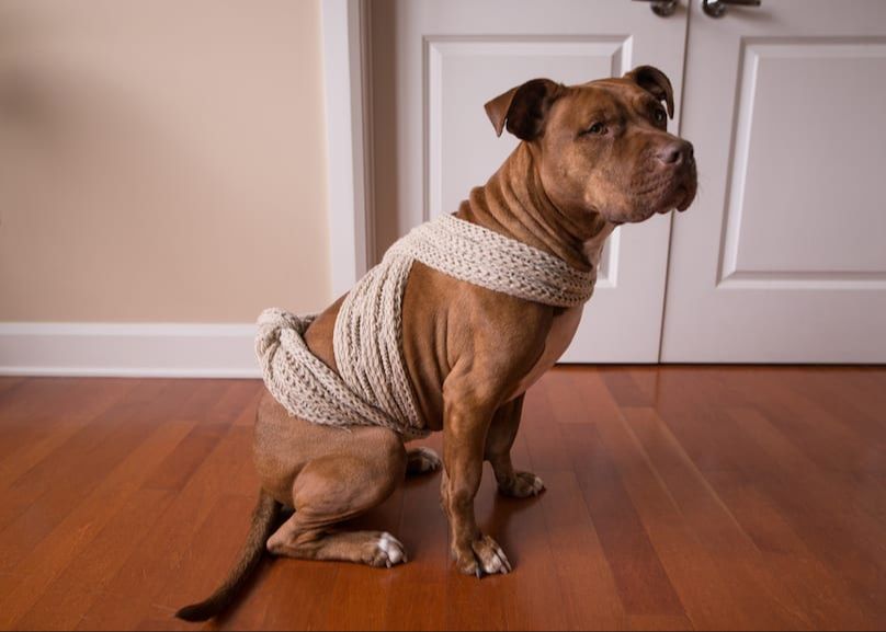 a dog wearing an anxiety wrap harness