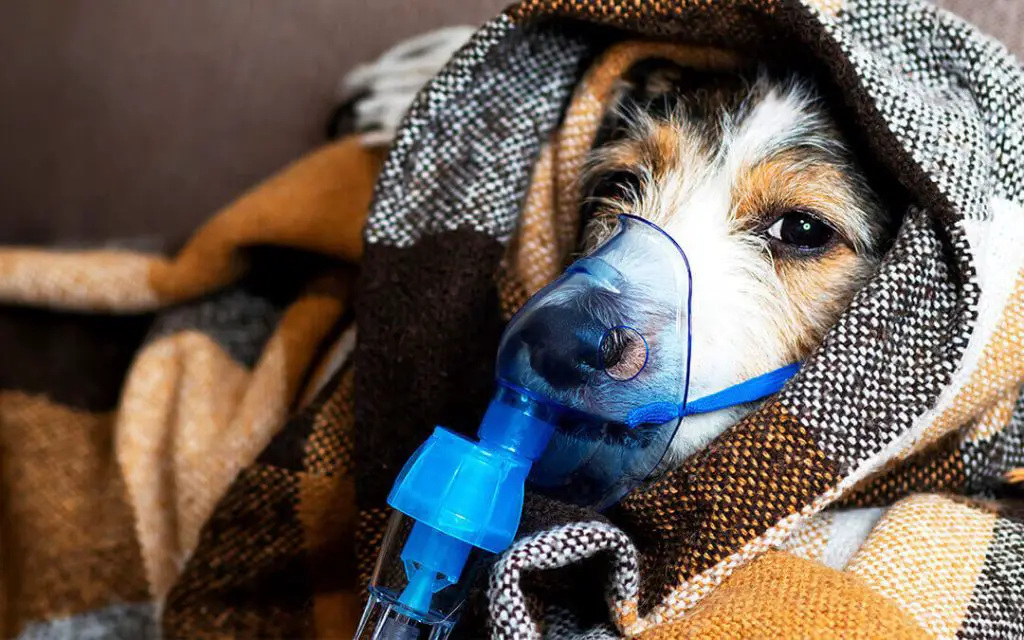 a dog wearing an oxygen mask to receive supplemental oxygen therapy