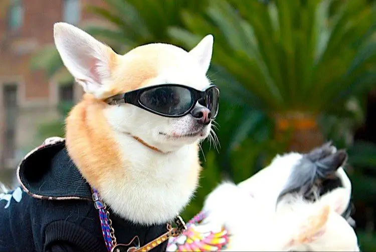 a dog wearing doggie sunglasses for eye protection