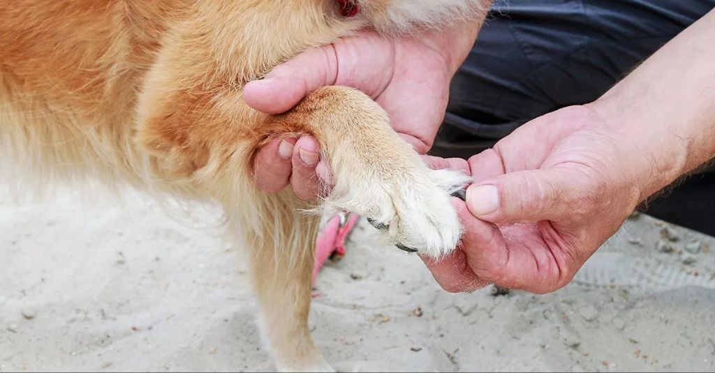 a dog whimpering in pain due to a bleeding nail