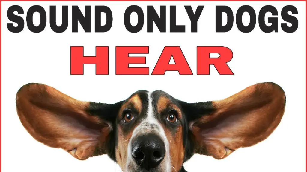 a dog whistle emitting a focused, high-pitched tone only canines can hear