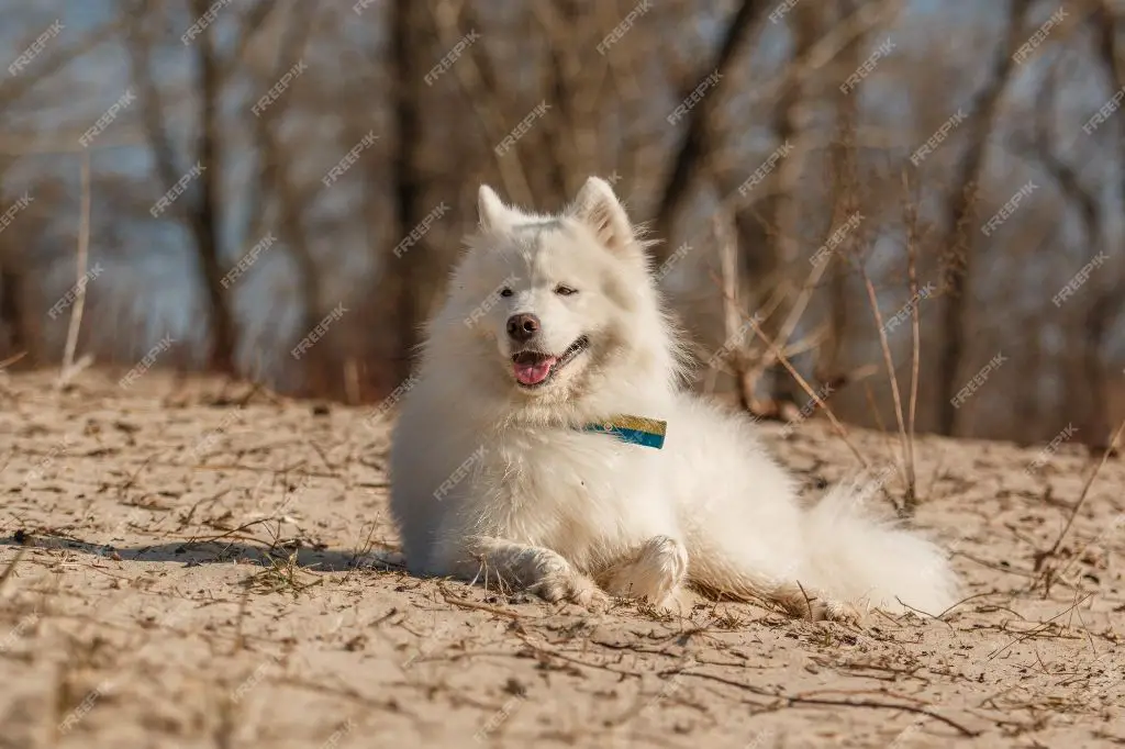 a dog with a name tag