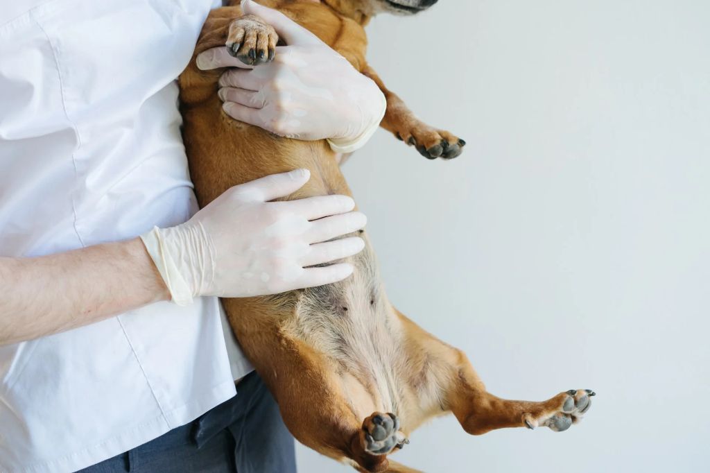 a dog with a painful, bloated abdomen indicating a need for urgent veterinary care.