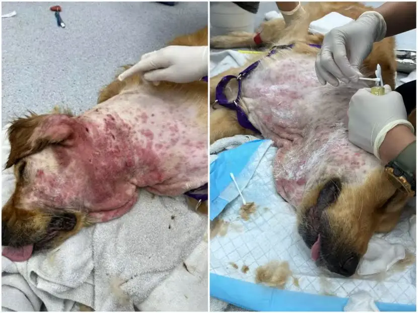 a dog with a skin irritation from their collar