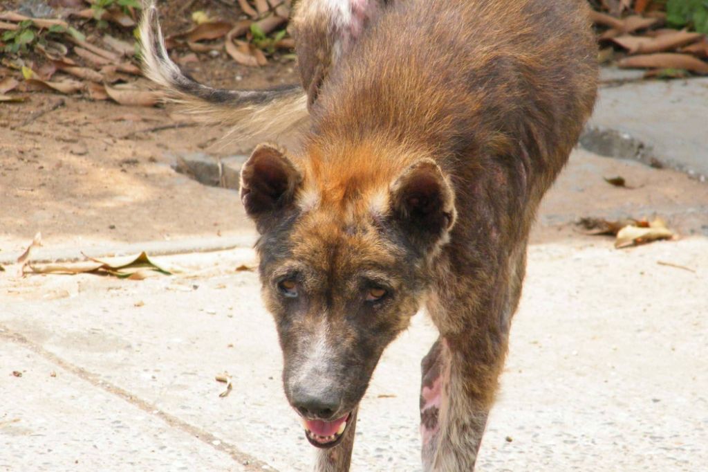 a dog with abnormal whisker loss indicating illness