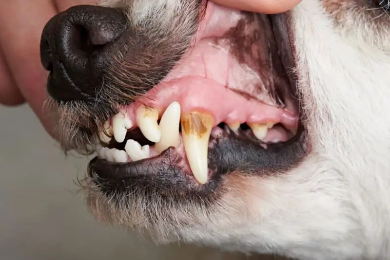 a dog with advanced tooth decay