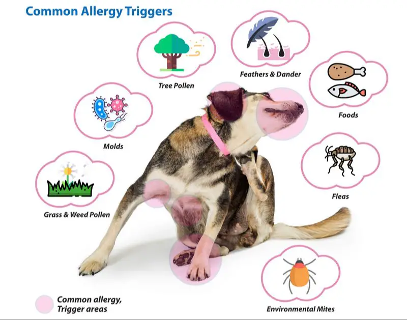 a dog with allergies