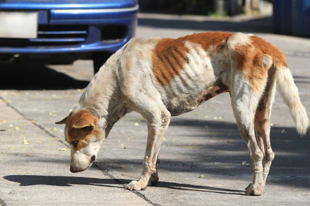 a dog with an injury from being hit