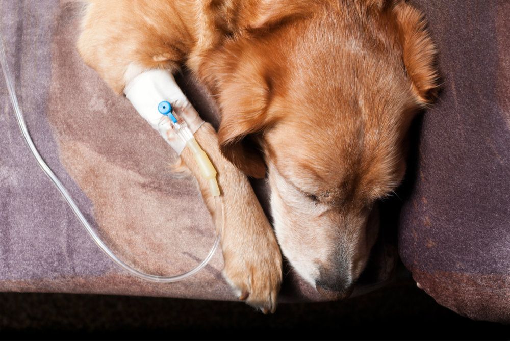 a dog with an iv drip receiving palliative care
