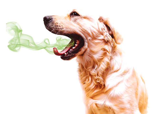 a dog with bad breath