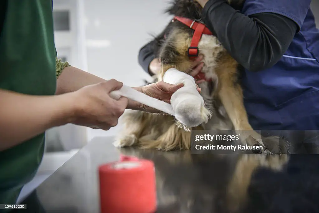 a dog with bandages around its leg sitting on a veterinarian's exam table