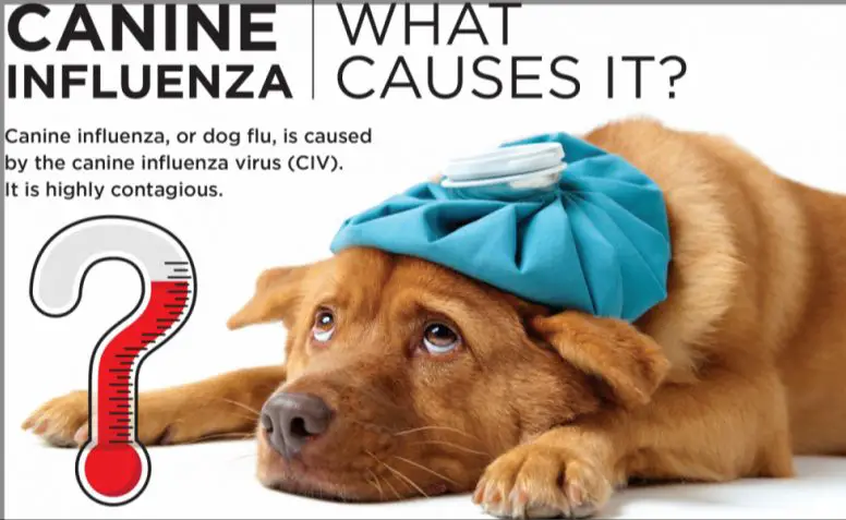 a dog with canine influenza