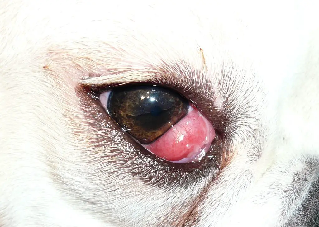 a dog with cherry eye