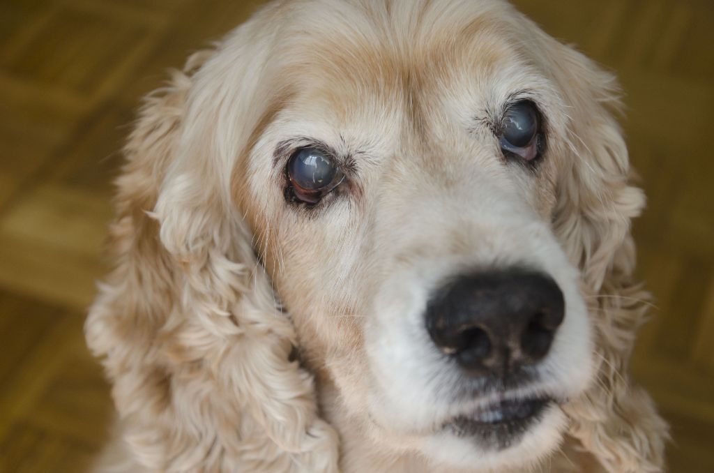 a dog with cloudy eyes due to cataracts