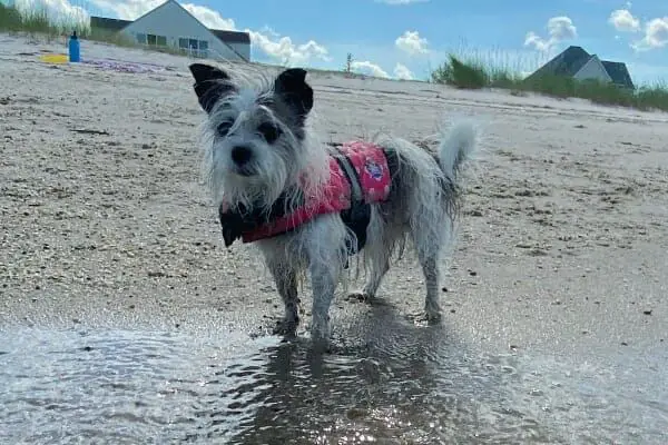 a dog with collapsed trachea enjoying life