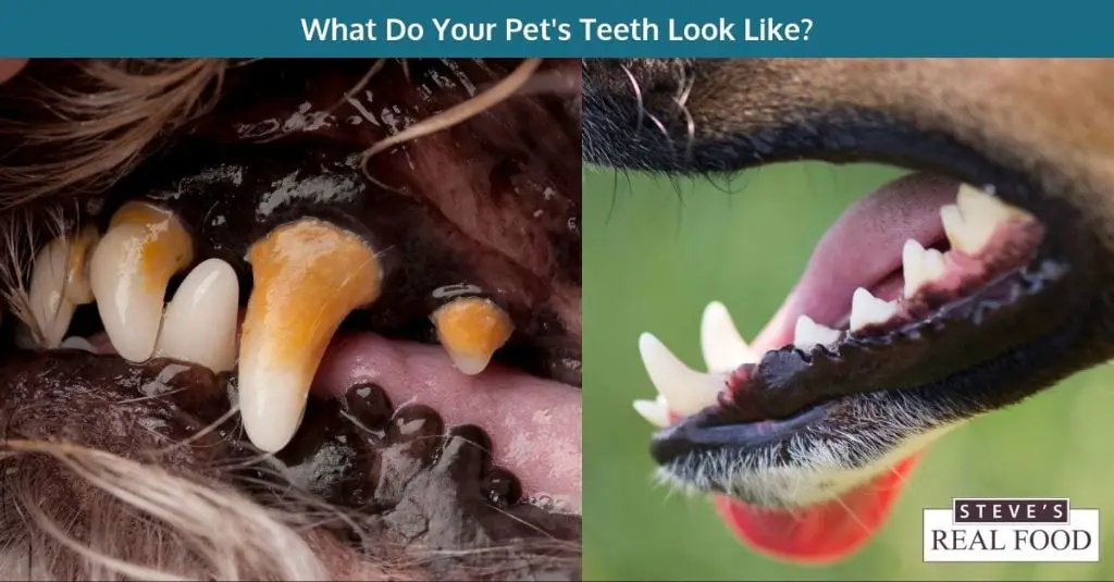 a dog with dental issues struggling to chew food