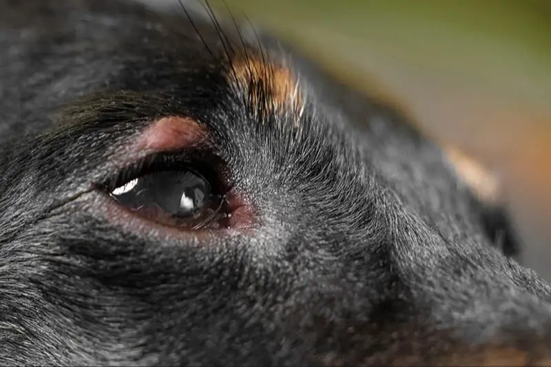 a dog with eye irritation