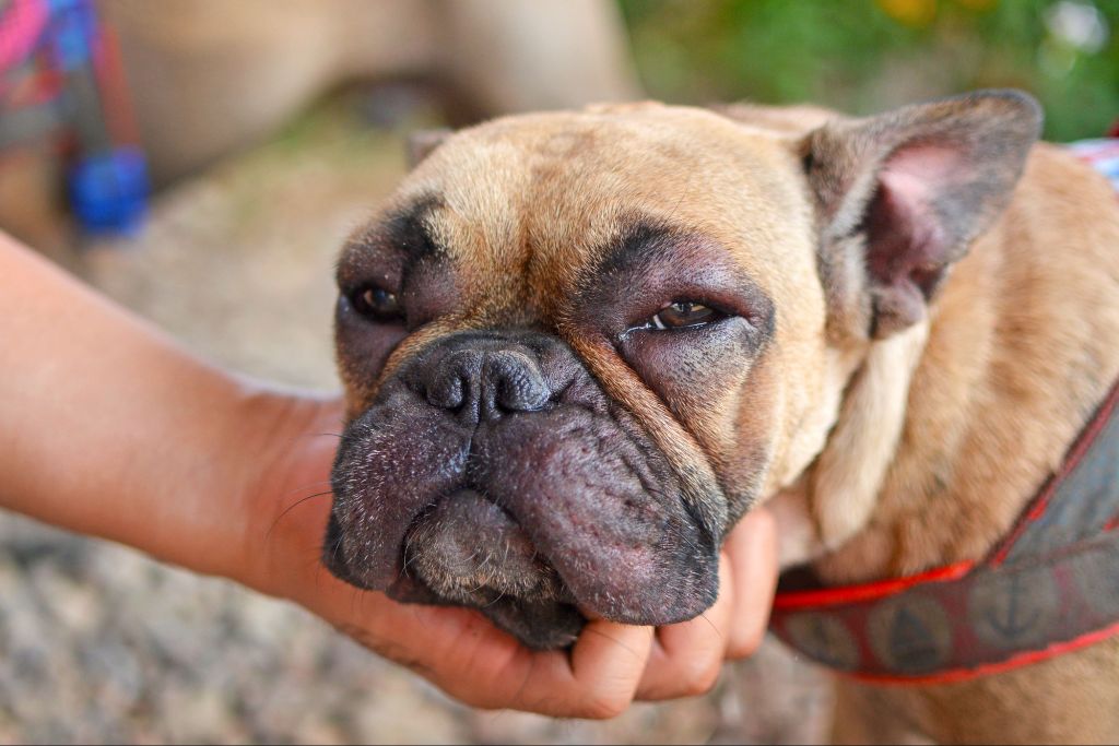 a dog with facial swelling