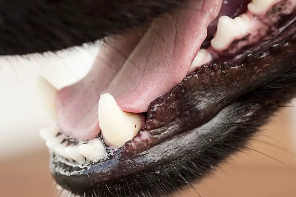 a dog with inflamed gums