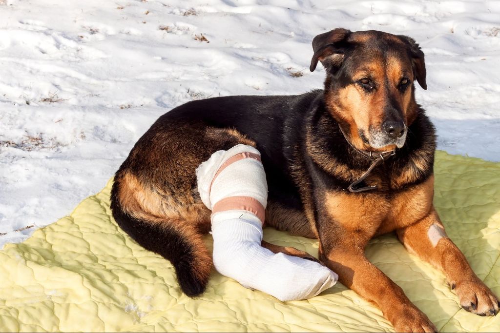 a dog with injured leg