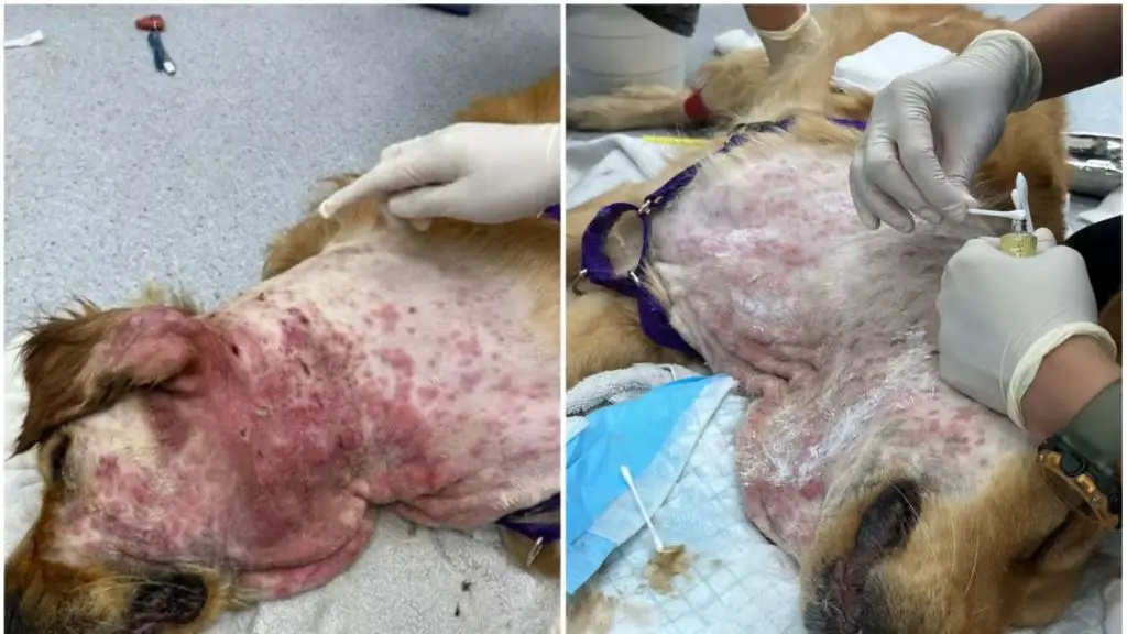 a dog with irritated skin under its shock collar