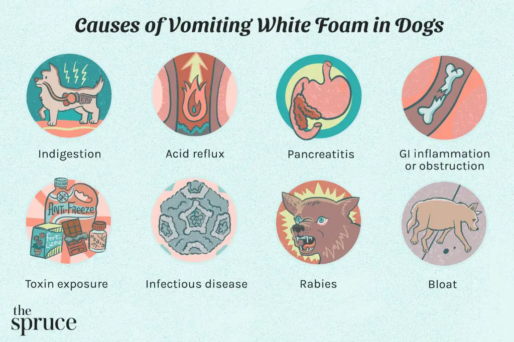 a dog with kennel cough vomiting white foam