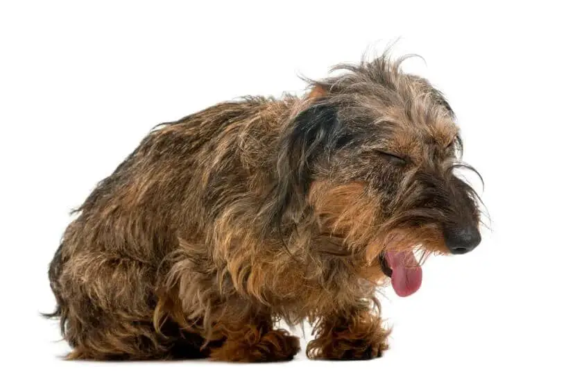 a dog with kennel cough