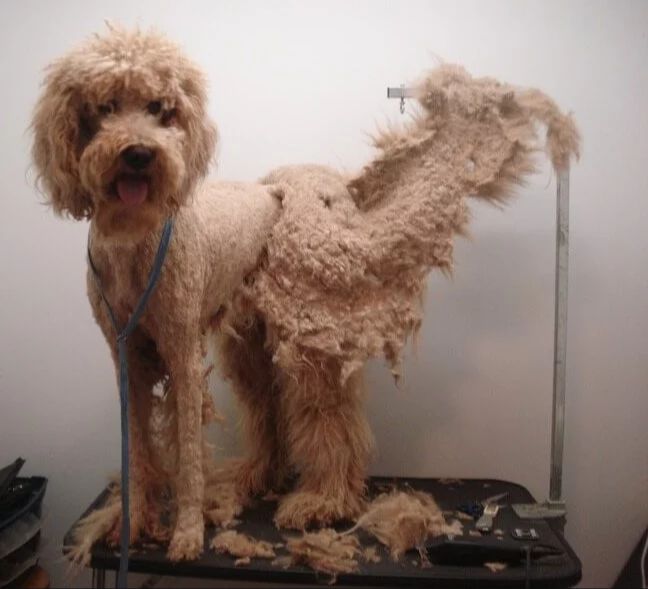 a dog with matted fur around its legs and belly