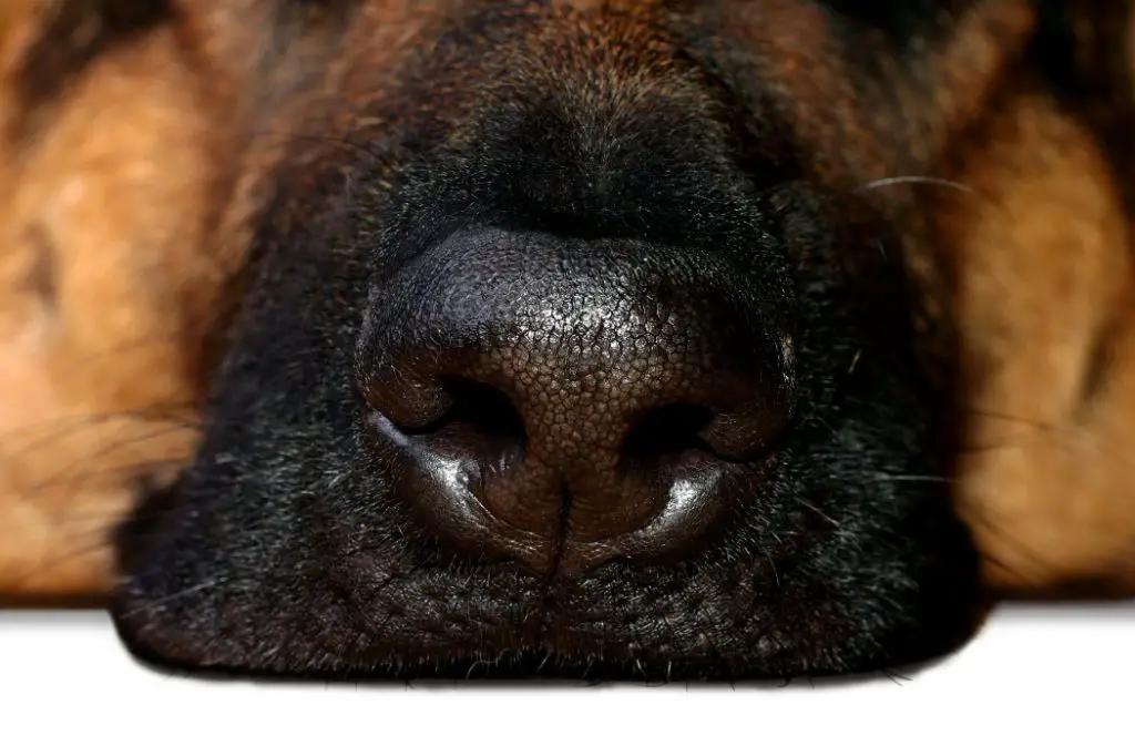 a dog with nasal mites 