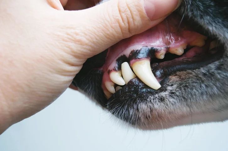a dog with pale gums being rushed into an emergency vet clinic.