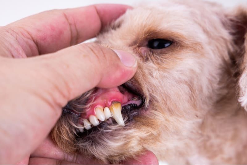 a dog with red inflamed gums indicating infection