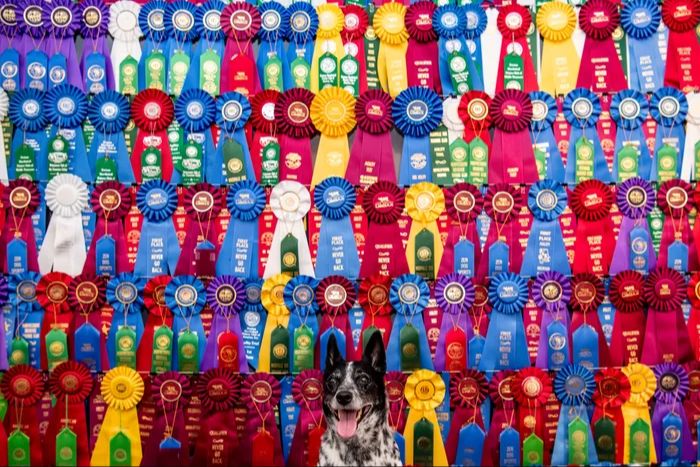 a dog with ribbons from winning placements at a show