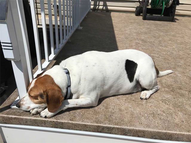 a dog with secure footing on a textured composite deck