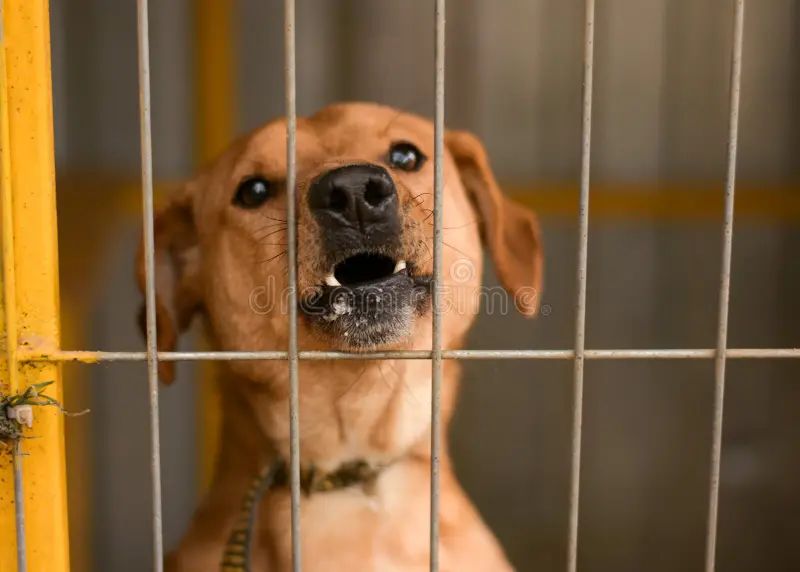 a dog with soap suds around its mouth, looking aggressive