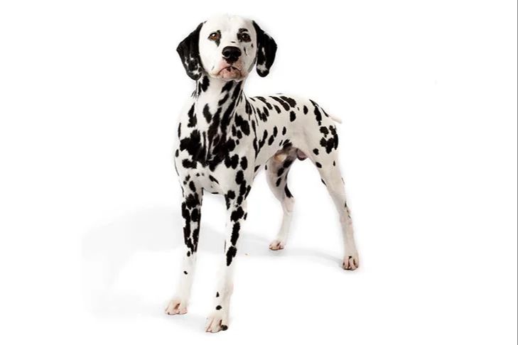 a dog with spots indicating it may be part dalmatian breed