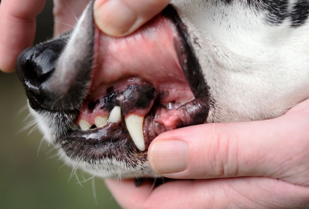 a dog with spotted gums due to disease