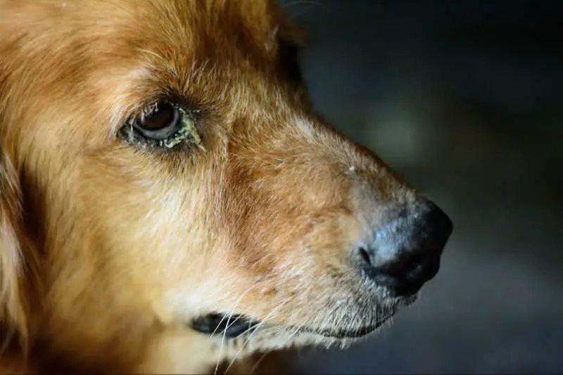 a dog with watery eyes, a symptom of the virus.