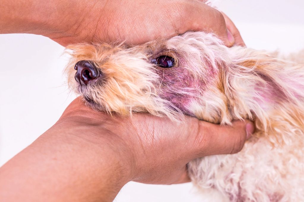 a dog yard being cleaned to prevent fungal growth