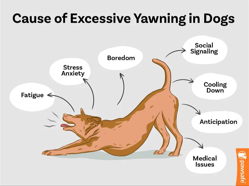 a dog yawning excessively after taking medication