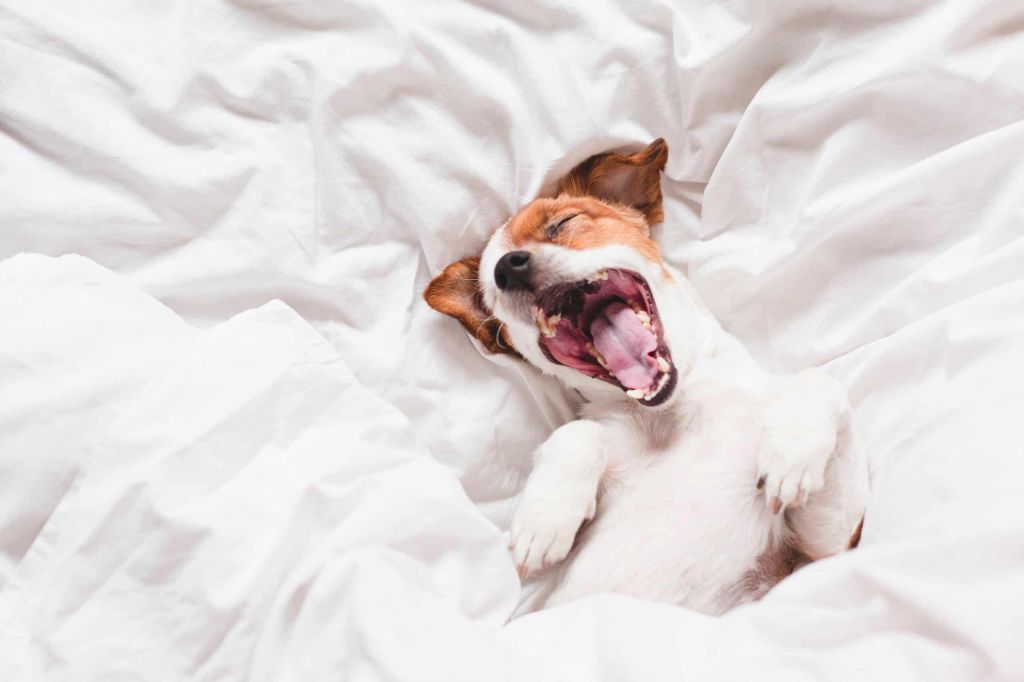 a dog yawning excessively due to illness