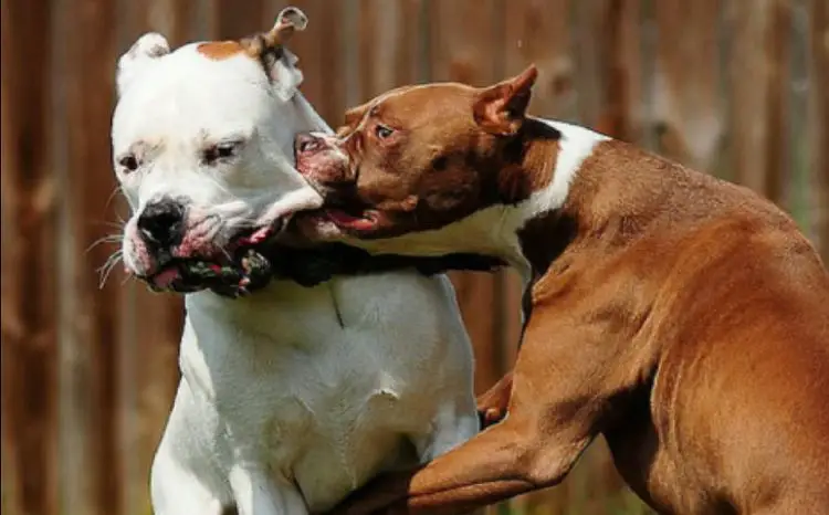 a dogfighter feeding gunpowder to a pitbull before a dogfight