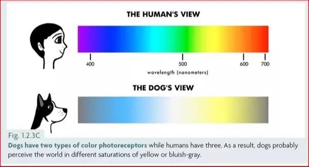 a dog's eyesight compared to human