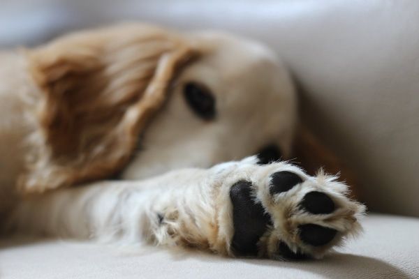 a dog's front paw pad with scent glands highlighted.